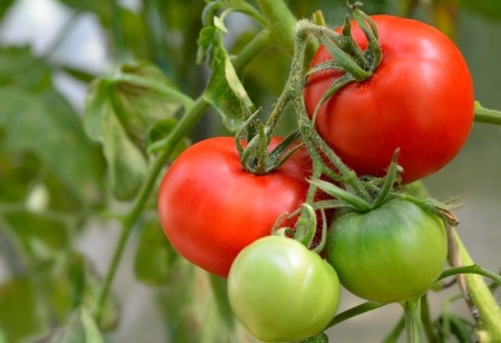01 tomatoes - Copyright a href='httpwww.123rf.comprofile_rfkom'rfkom  123RF Stock Photoa
